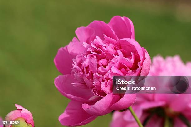 Rosa Pfingstrose Stockfoto und mehr Bilder von Blatt - Pflanzenbestandteile - Blatt - Pflanzenbestandteile, Blume, Blüte