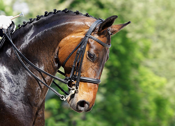 Dressage horse portrait Portrait of a beautiful dressage horse. Canon Eos 1D MarkIII. bay horse stock pictures, royalty-free photos & images