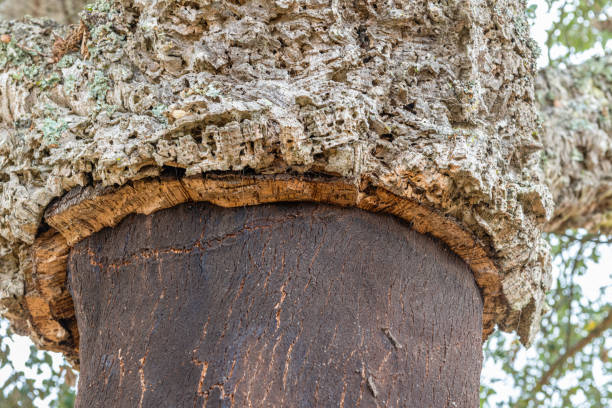 Cork oak with the trunk pruned for the harvesting of the cork from its bark