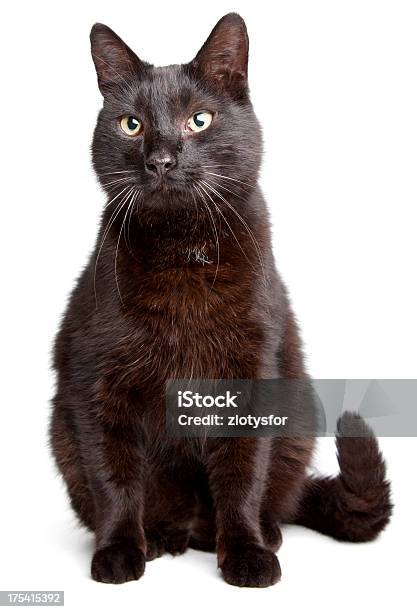 블랙 자본가 흰색 Backgroound 검은색에 대한 스톡 사진 및 기타 이미지 - 검은색, 동물, 동물 묘기