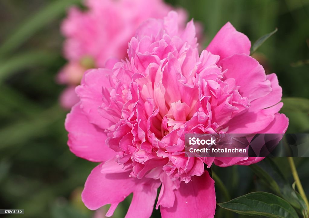 Rosa Pfingstrosen - Lizenzfrei Blume Stock-Foto