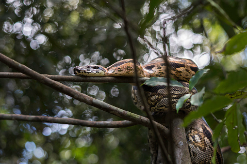A large Madagascar Ground Boa (Acrantophis madagascariensis) curled up in a tree