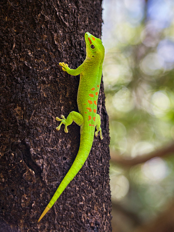 The Common Collared Lizard (Crotaphytus collaris) is a North American species of lizard in the family Crotaphytidae.  It is distinguished by its oversized head, colorful body and bands of black around the neck and shoulders.  The black bands give it the name “collared”.  It is also known as Eastern Collared Lizard, Oklahoma Collared Lizard, Yellow-Headed Lizard and Collared Lizard.  The collared lizard can grow to 8-15 inches in length including the tail.  They have a large head and powerful jaws.  The adult males with their blue green bodies are generally more colorful than the females.  The collared lizard is mostly found in the arid, open landscapes of Mexico and south-central United States.  They are carnivores, feeding on insects and small vertebrates.  Occasionally they may eat plant material.  This collared lizard was photographed while basking on warm rocks in Homolovi State Park near Winslow, Arizona, USA.