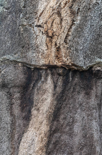 istock peeled bark of cork oak 1754155547
