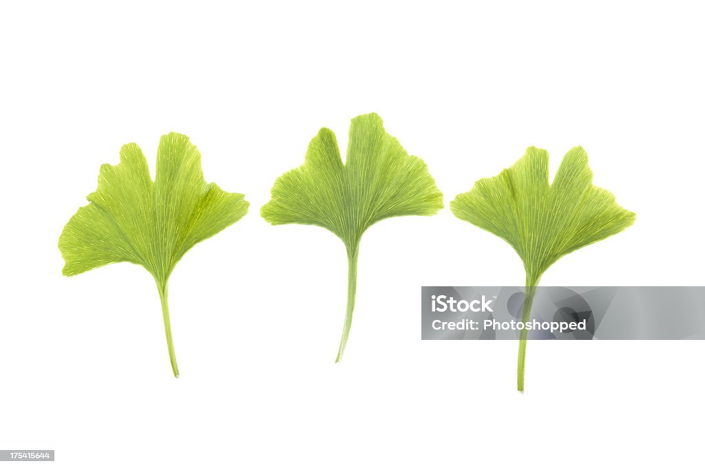 Maidenhair albero foglie (Ginkgo biloba). - Foto stock royalty-free di Bellezza