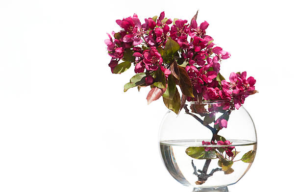 A glass fish bowl filled with vibrant pink with cut apple blossoms in bloom against a white background.
