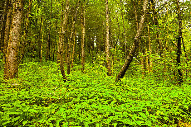 forêt de pins de hdr - forest fern glade copse photos et images de collection