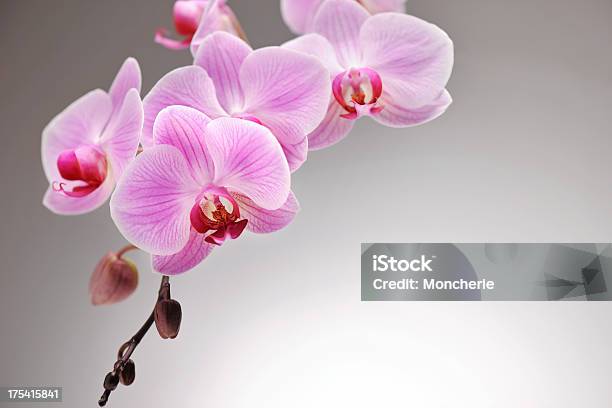 핑크 연자주색 난과 식물에 대한 스톡 사진 및 기타 이미지 - 난과 식물, 0명, 꽃 한송이