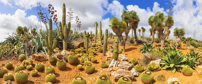 Flowering cactus plants (Sclerocactus parviflorus)  in Canyonlands National Park, Utha USA