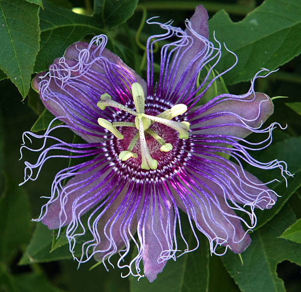 istock Wild Purple Flower 175415937