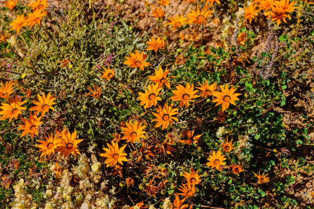 istock Orange Gazanias in spring in Little Karoo 1754159710