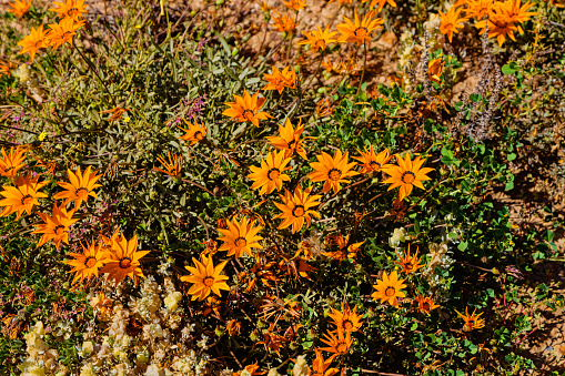 Orange Gazania wildflowers in spring in the Little Karoo after good rains in the Western Cape, South Africa