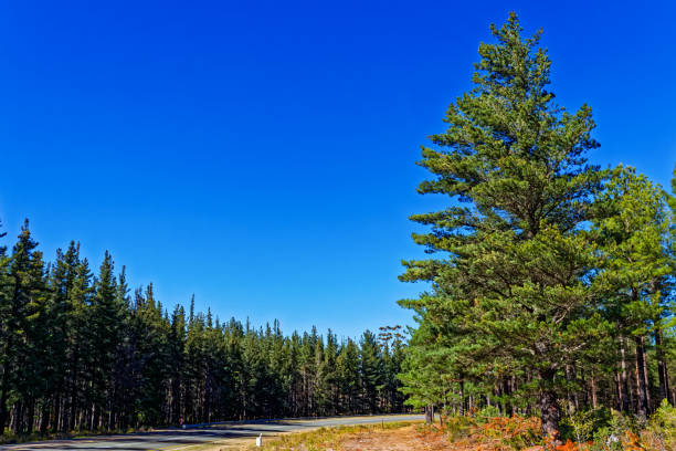 Pine tree plantation along Garcia's Pass near Riversdale in the Western Cape, South Africa