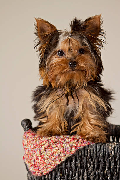 istock Yorkie Puppy Standing In Basket 175416240