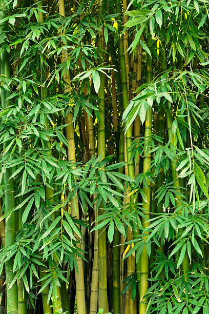 bambú - tree bamboo tall japanese culture fotografías e imágenes de stock