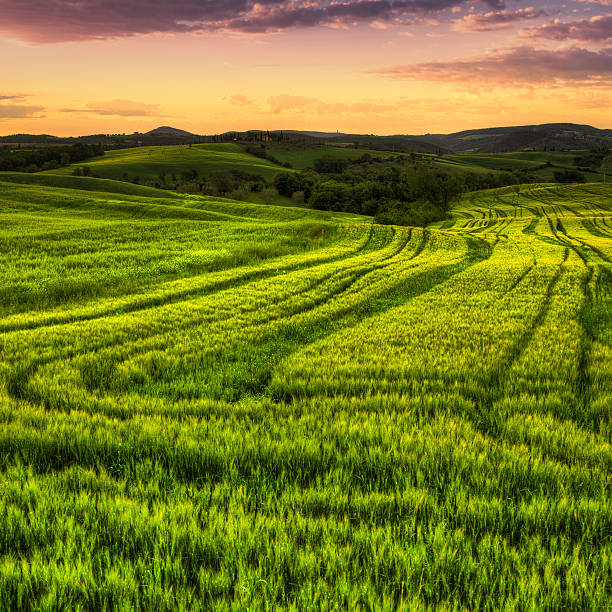 istock Landscape with Green Crop Fields at Sunrise in Tuscany 175416284