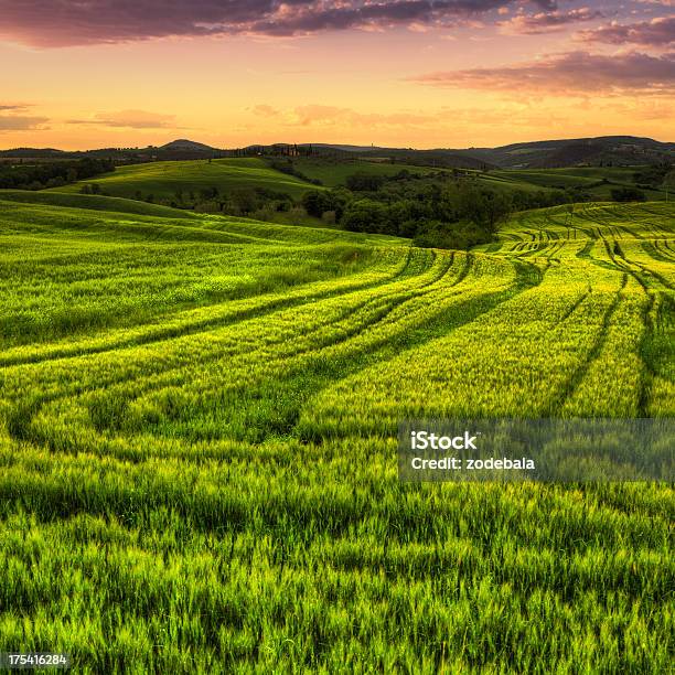 Foto de Paisagem Com Campos De Corte Verdes Ao Nascer Do Sol Na Toscana e mais fotos de stock de Arbusto