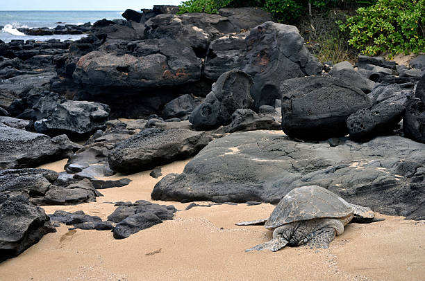 istock Sea Turtle on Maui Hawaii Beach 175416296