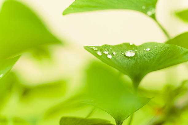 ginkgo biloba - leaf defocused dew focus on foreground foto e immagini stock