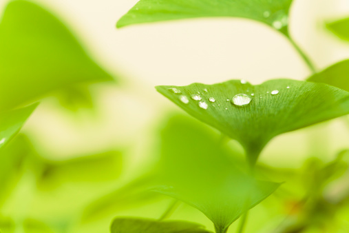 Ginkgo biloba leaves recovered by raindrops.