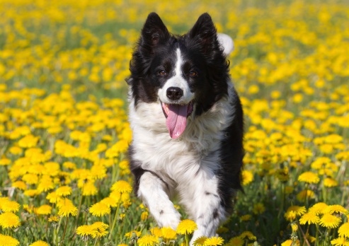Happy dog running in dandelion filed.