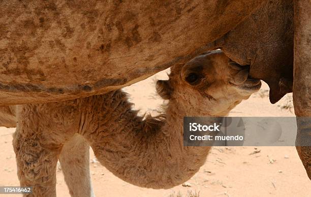 Young Camel Suckling Somaliland Stock Photo - Download Image Now - Dromedary Camel, Drought, Somalia