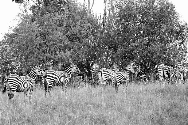 istock Zebra at Lake Mburo National Park 175416481