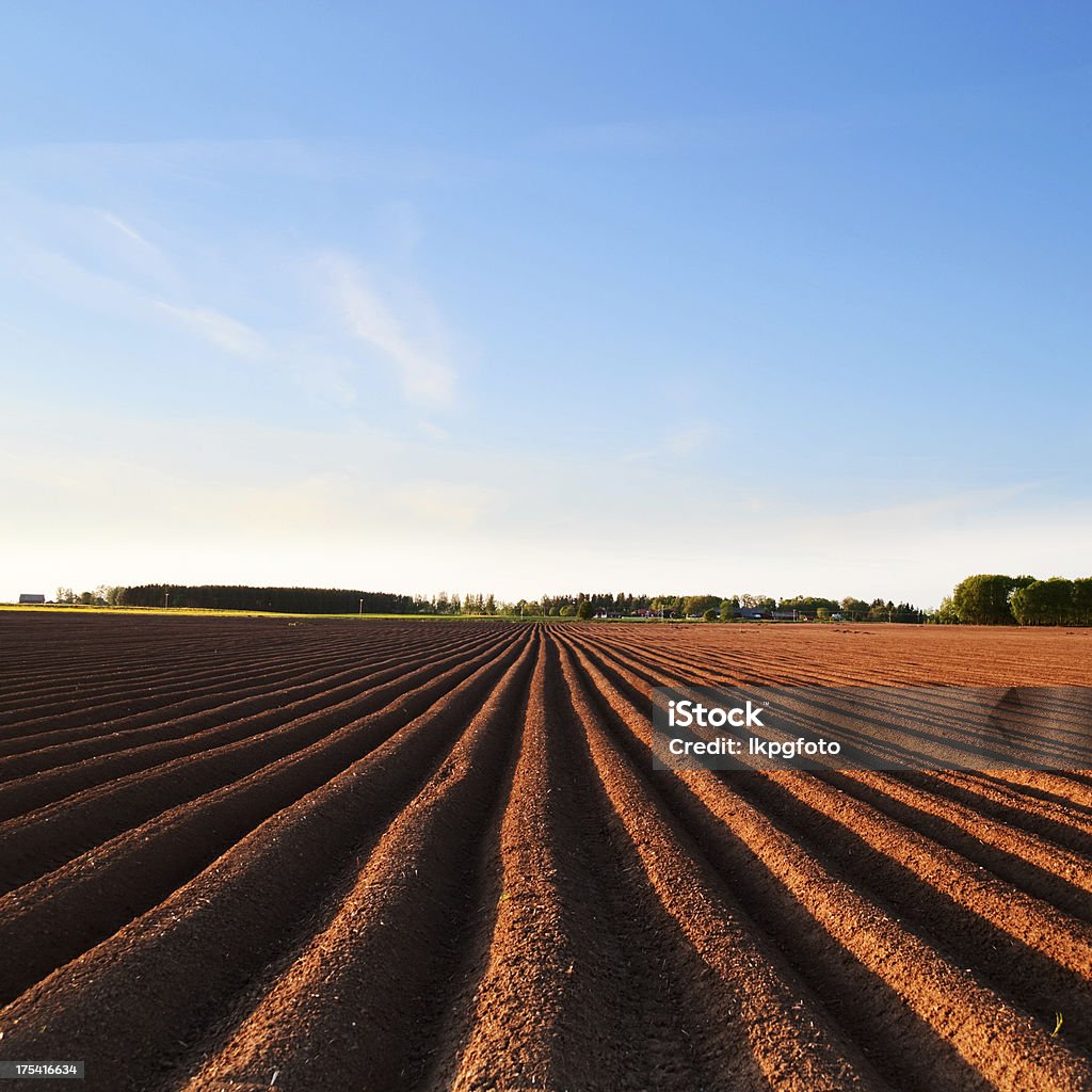 Kartoffel field - Lizenzfrei Kartoffel - Wurzelgemüse Stock-Foto