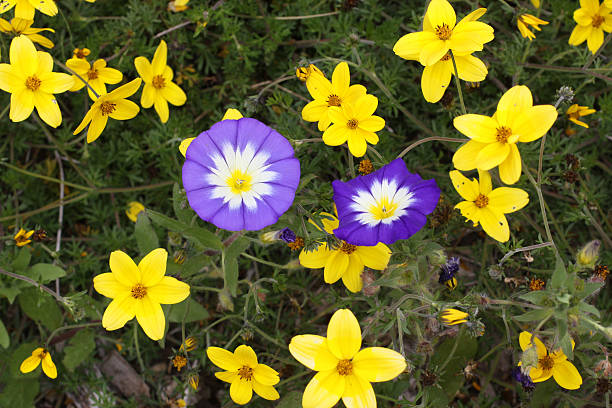 istock Morning Glories amid Yellow Flowers 175416677