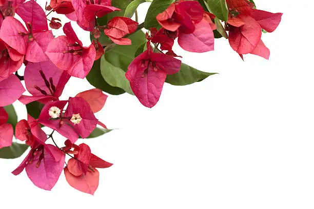 Photo of Bougainvillea border, isolated