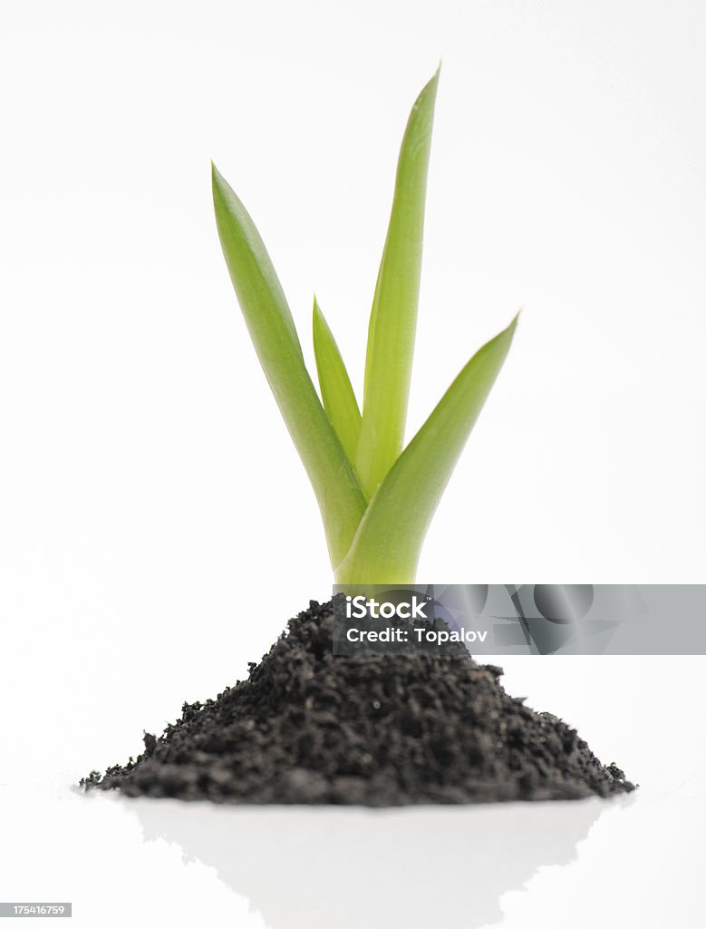 Aloe plant Green sprout of Aloe Vera and soil on white background Agriculture Stock Photo