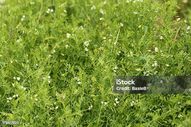 Feld Mit Linsen Stockfoto und mehr Bilder von Bauernhaus - Bauernhaus, Blatt - Pflanzenbestandteile, Blume