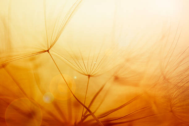 Dandelion seed Dandelion seed pappus stock pictures, royalty-free photos & images