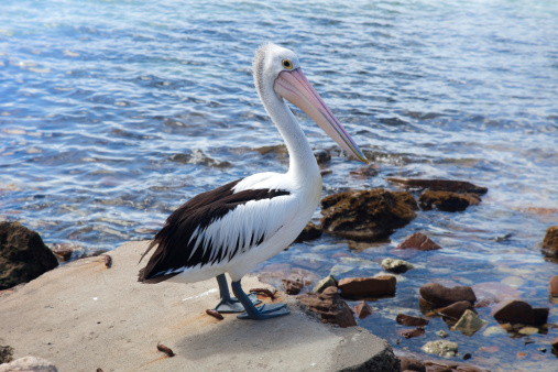 Australian Pelican on a pier's rock.