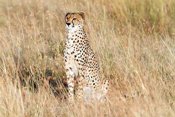 istock Cheetah watching, Masai Mara Park, Kenya 175417345