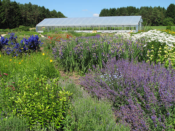 Flower and heb garden in summer