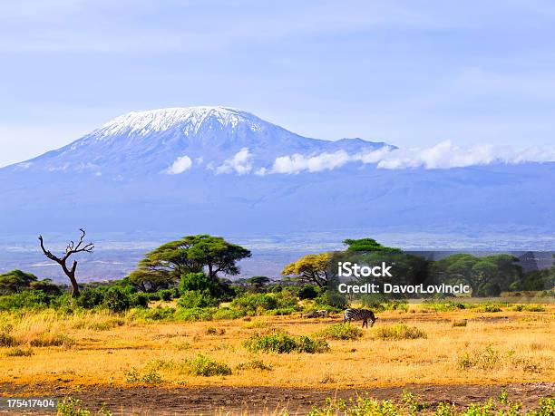 Foto de Zebra E Kilimanjaro e mais fotos de stock de Animais de Safári - Animais de Safári, Animal, Animal selvagem