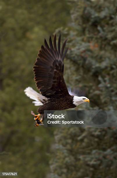 Bald Eagle Di Aspen Colorado - Fotografie stock e altre immagini di Adulto - Adulto, Ala di animale, Animale