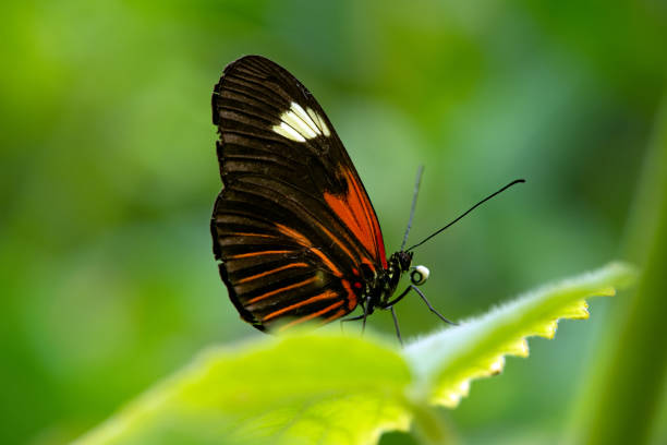 The Doris Longwing Butterfly close up in the garden, heliconius doris, Laparus doris, Tropical butterfly