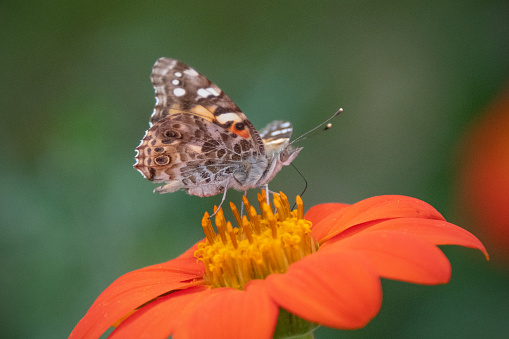 Butterfly-Painted Lady Butterfly- Orange flower flower-Howard County Indiana