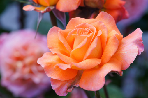 Orange rose /Teerose.Please see more than 200 rose flower pictures of my Portfolio.Thank you!