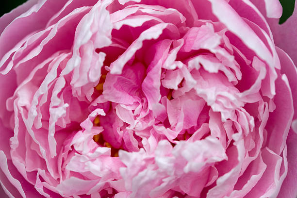 istock Close up of a pink peony 175418033