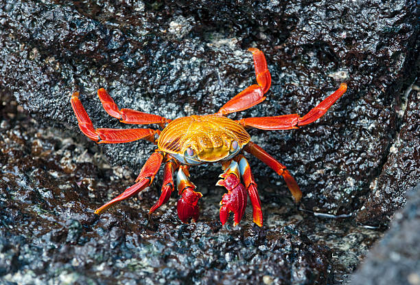 istock Sally Lightfoot Crab in the Galapagos. 175418091