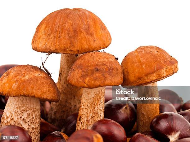 Guardasol De Cogumelos - Fotografias de stock e mais imagens de Alimentação Saudável - Alimentação Saudável, Casca de Noz, Castanha