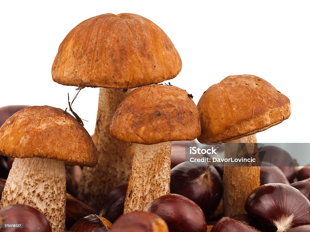 Зонтик от солнца грибами - Стоковые фото Peppery Bolete роялти-фри