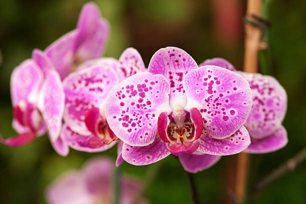 istock Beautiful orchid flower 175418272