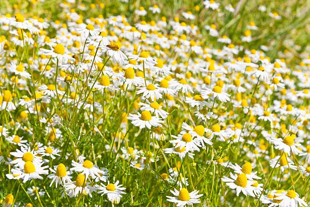 Photo of Camomile Field