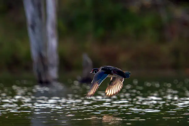 A drake flying low near the calm surface of a lake with late afternoon sun shining through the wing feathers. Wood Ducks are medium-sized ducks that perch and nest in trees, usually near water.