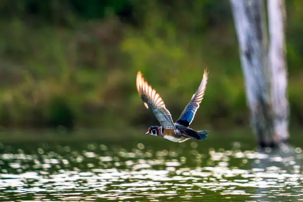 A drake flying low above the calm surface of a lake. Wood Ducks are medium-sized ducks with unique coloration and patterns.  They typically perch and nest in trees, usually near water.