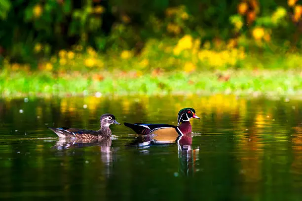 A pair of colorful Wood Ducks paddles on the calm surface of Little Seneca Lake, Montgomery County, MD. These are medium-sized ducks with unique colors and patterns.  They perch and nest in trees, usually near water.